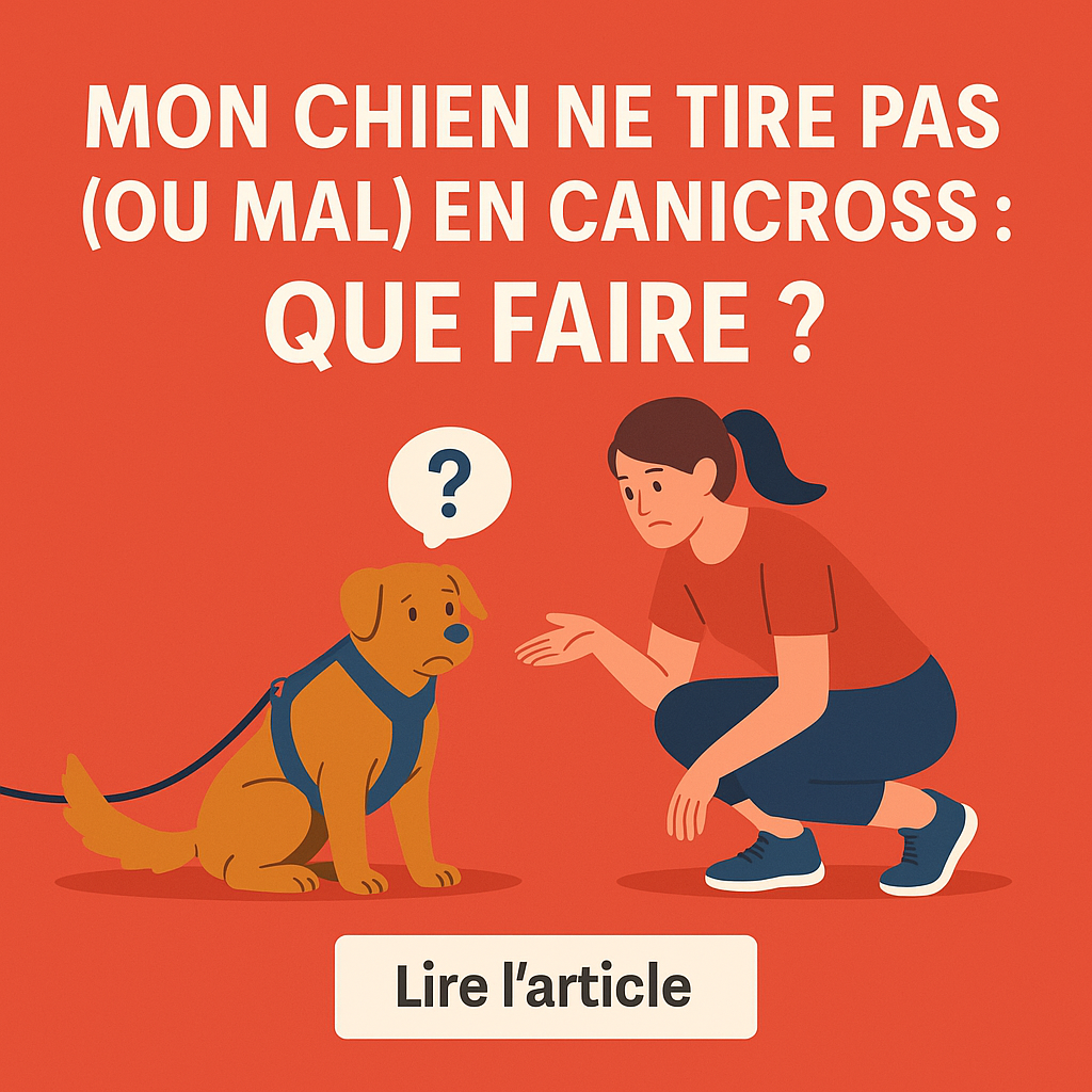 Mon chien ne tire pas (ou mal) en canicross : que faire ?