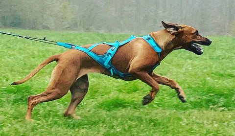 Comment mettre un harnais de traction et quels sont les points à vérifier ?