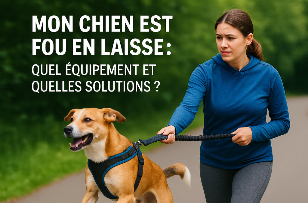 Mon chien tire (ou s’excite) en laisse : quel équipement et quelles solutions ?