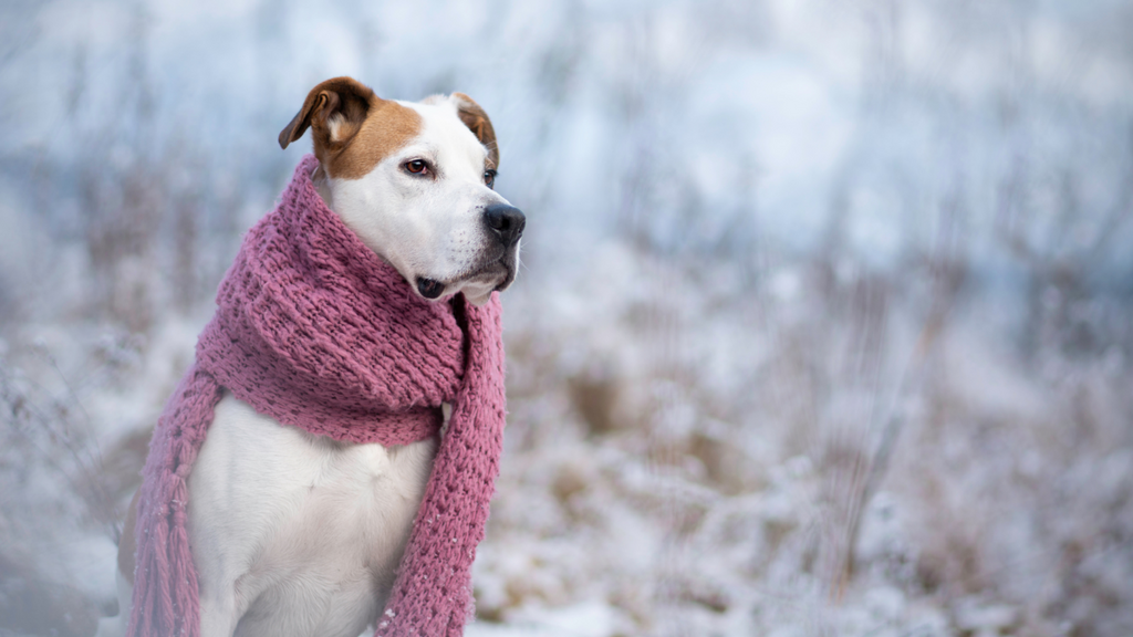 Comment affronter l'automne et l'hiver en toute sécurité avec votre chien ?