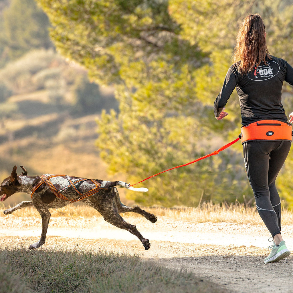 Comment entraîner son chien au canicross en 5 étapes simples