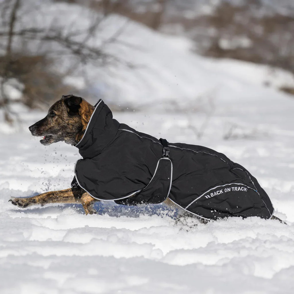 Quel manteau choisir pour mon chien ? Notre guide complet