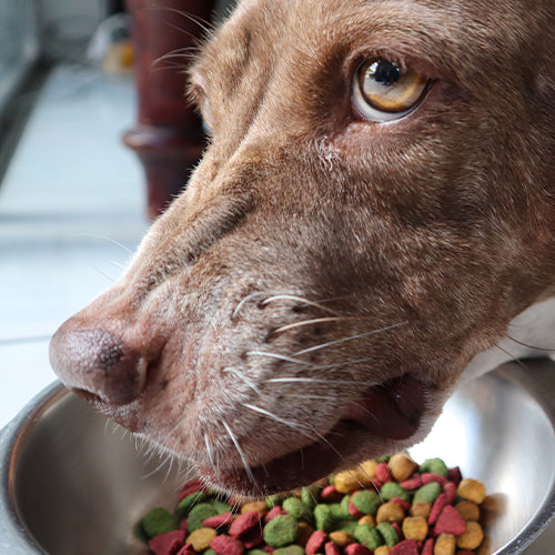 Les compléments alimentaires pour chien