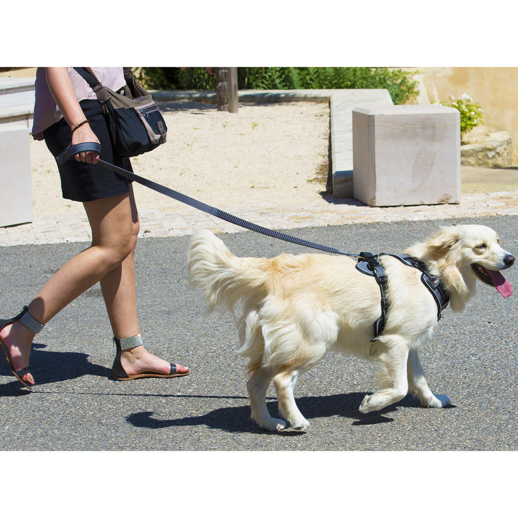 Guide Complet : Choisir le matériel idéal pour promener votre chien