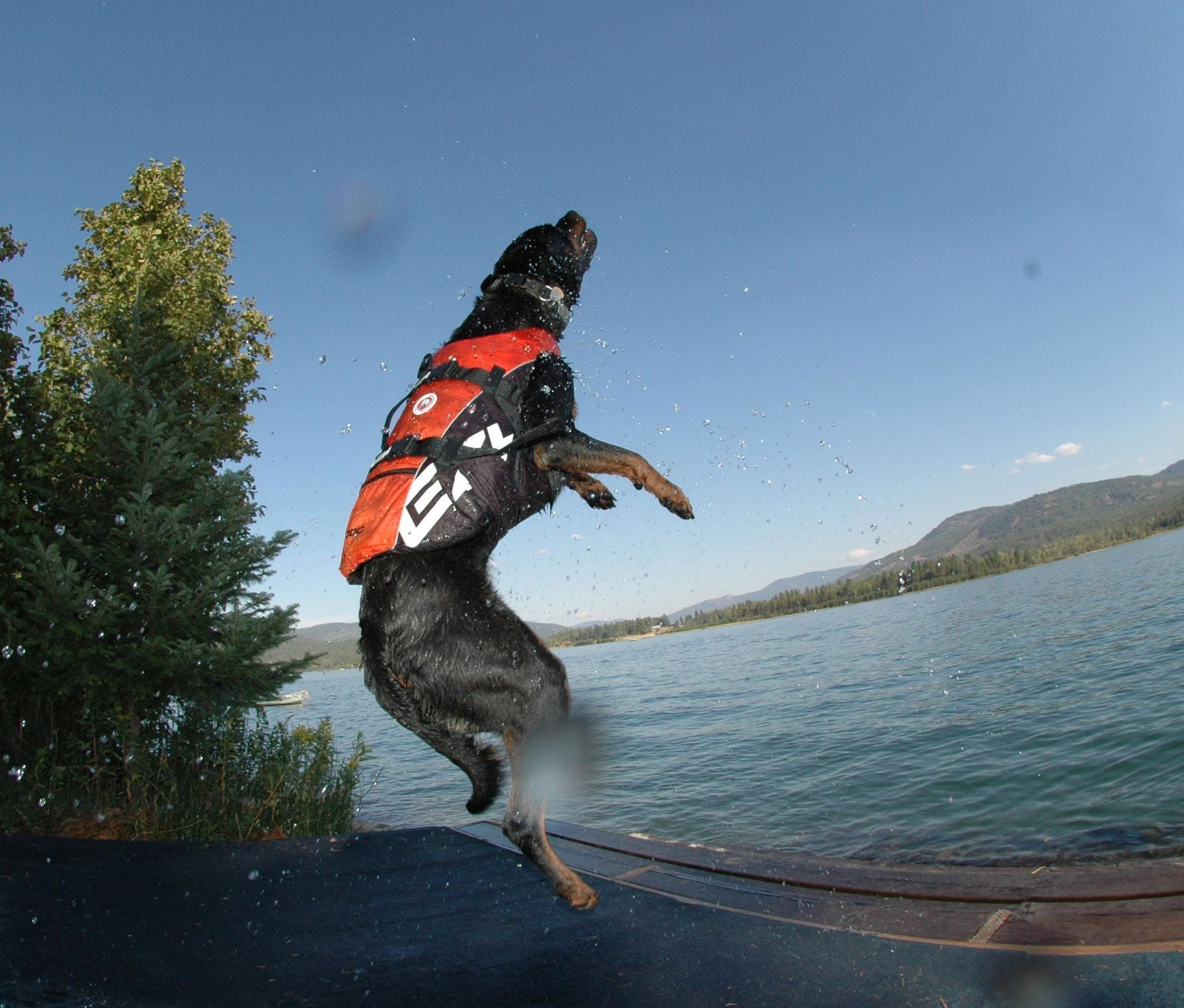 Gilet de sauvetage pour chien : protégez votre meilleur ami Gilet de sauvetage pour chien : protégez votre meilleur ami