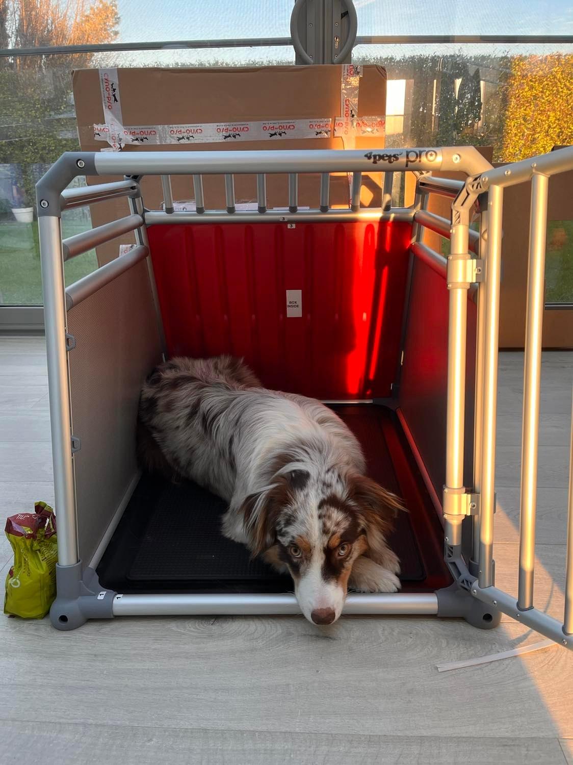 Cage pour chiens DogBox Pro Large Réhaussée. Caisses de transport