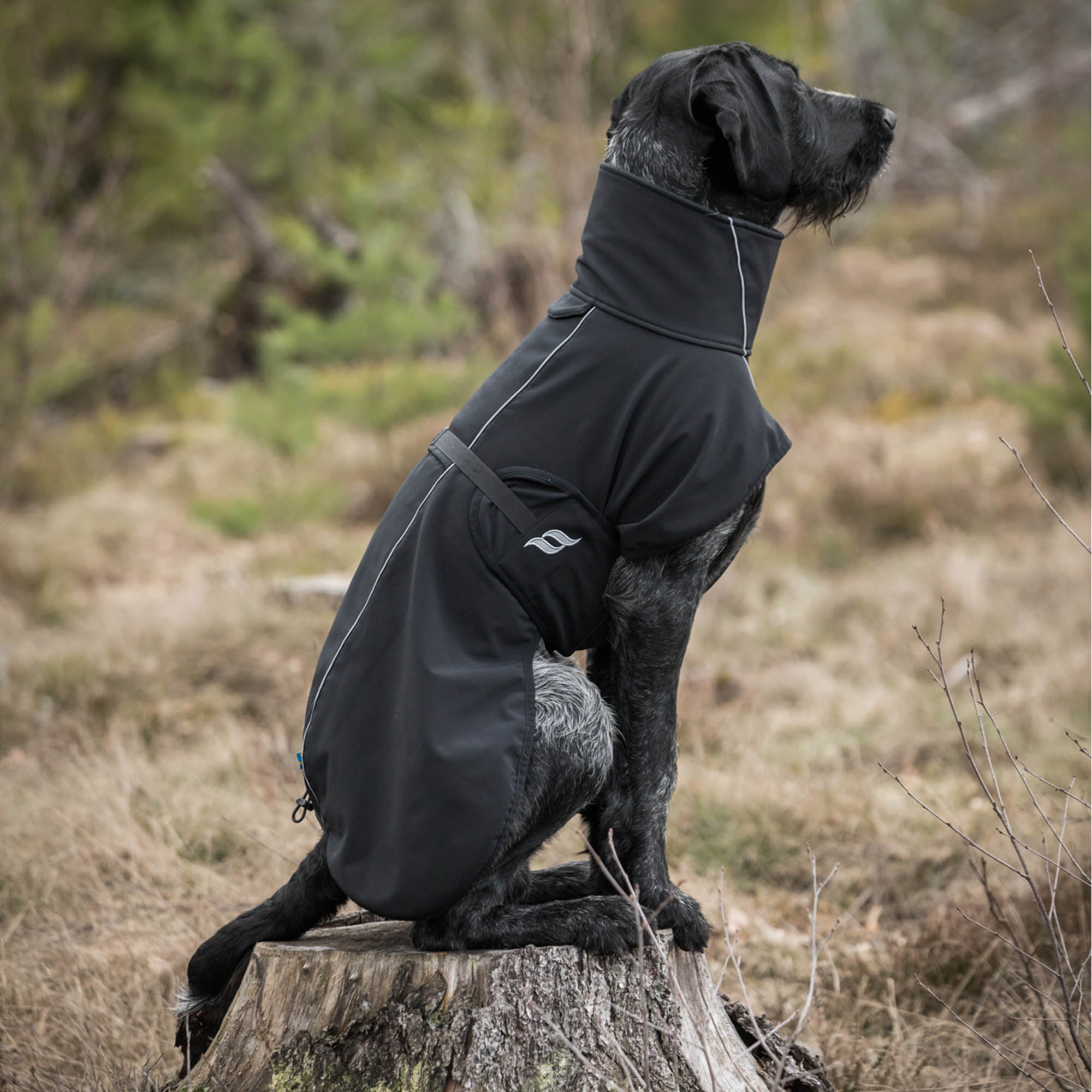 manteau pour chien back on track