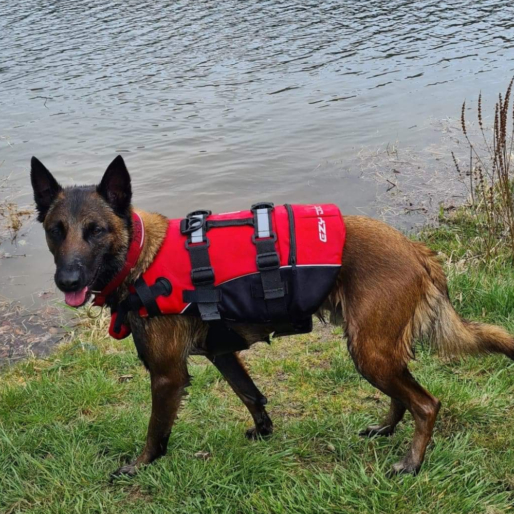 Gilet de sauvetage pour chien Cani Shop du Beynert