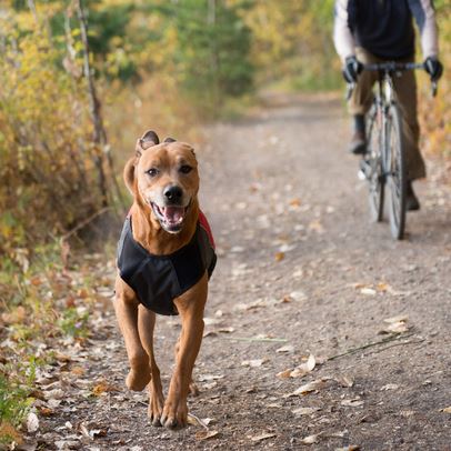 Tractive GPS DOG 4 – Cani-Shop du Beynert