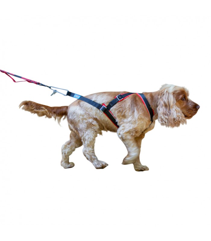 Harnais pour petits chiens - Inlandsis Open-Back – Cani-Shop du Beynert